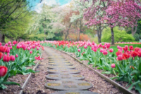 front yard landscape design