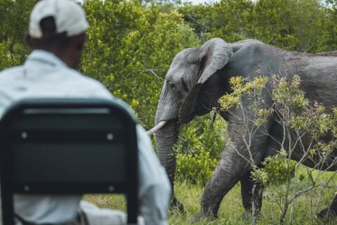 elephant encounter