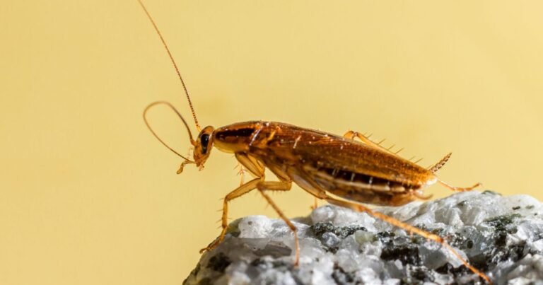 German Cockroach Exterminators