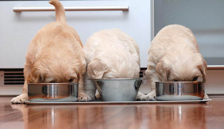 Puppy Nutrition