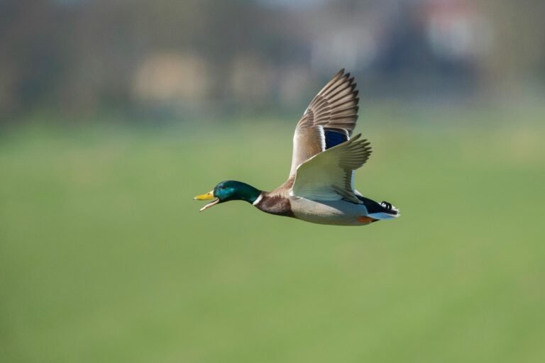 duck decoy rigs