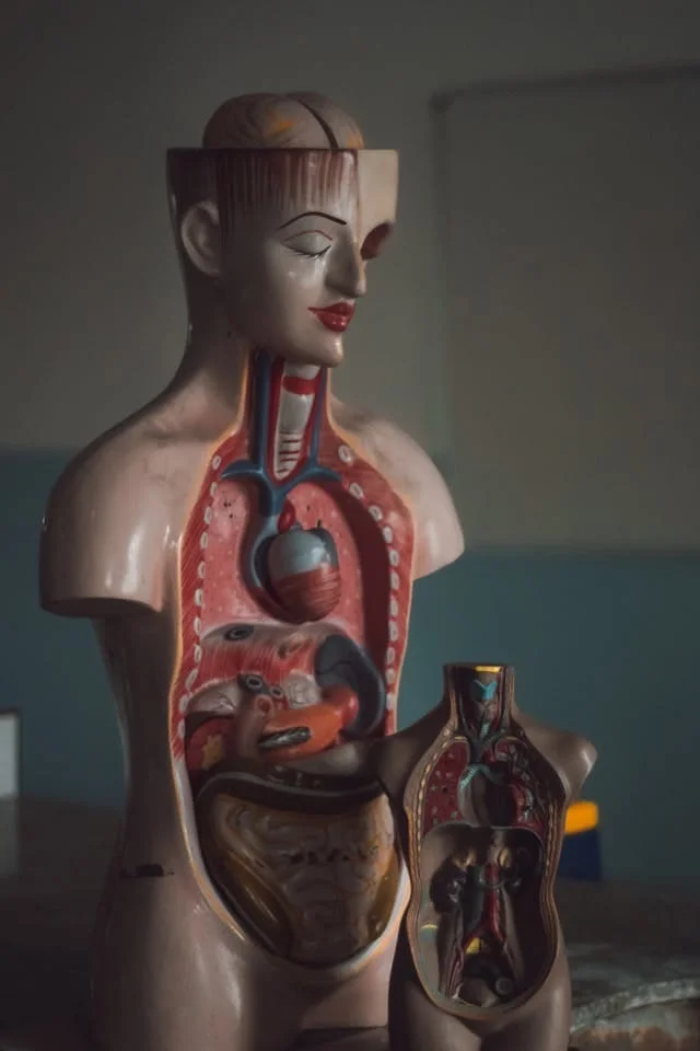 Digestive